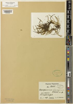 Kew Gardens K000959981:  Schlechter, F.R.R. [19091] Papua New Guinea