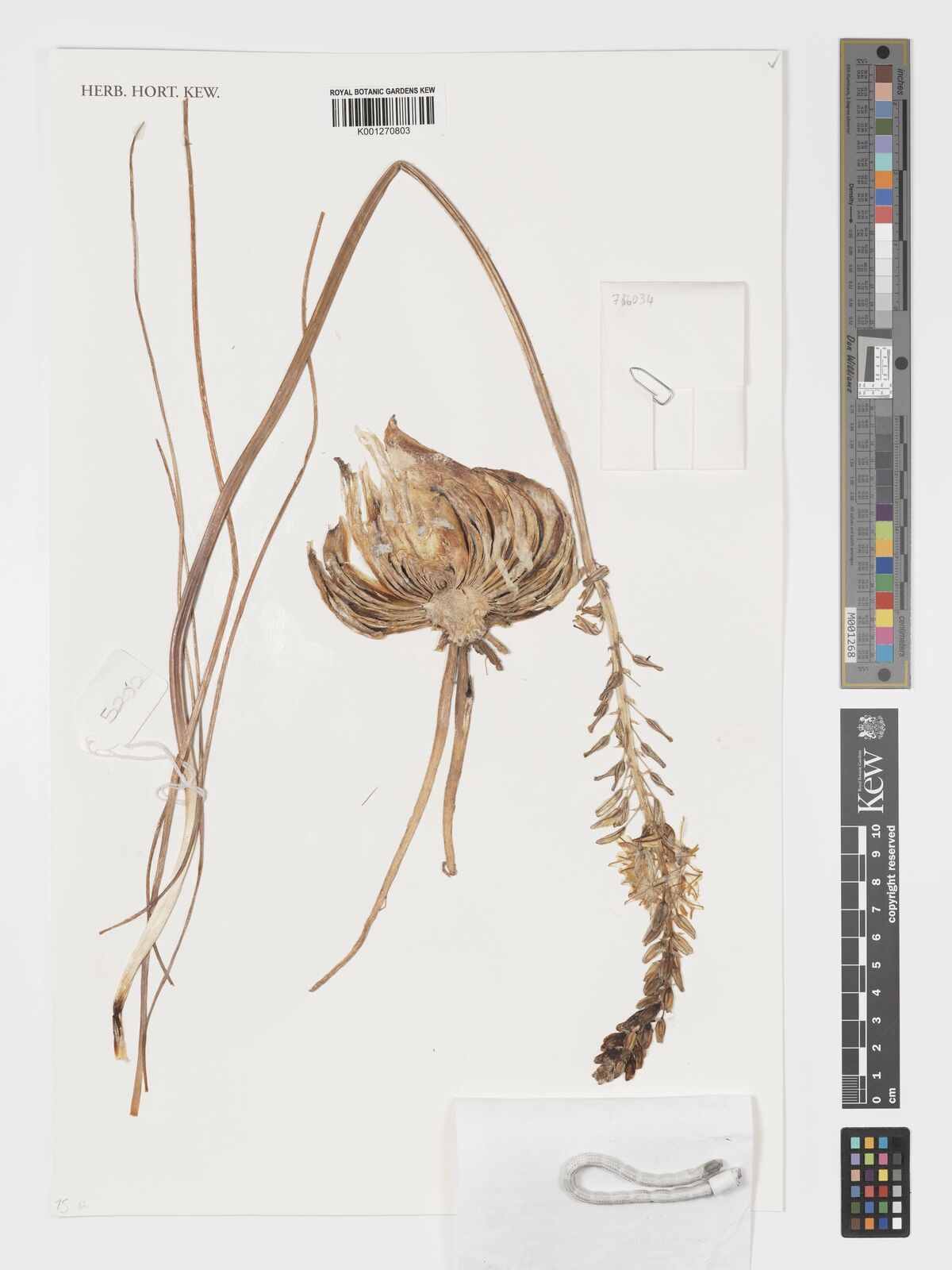 Drimia fragrans