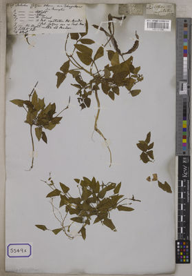 Kew Gardens K001121259:  s.coll. [Cat. no. 5549]