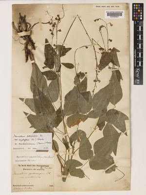 Kew Gardens K000858827:  Maximowicz [s.n.] China