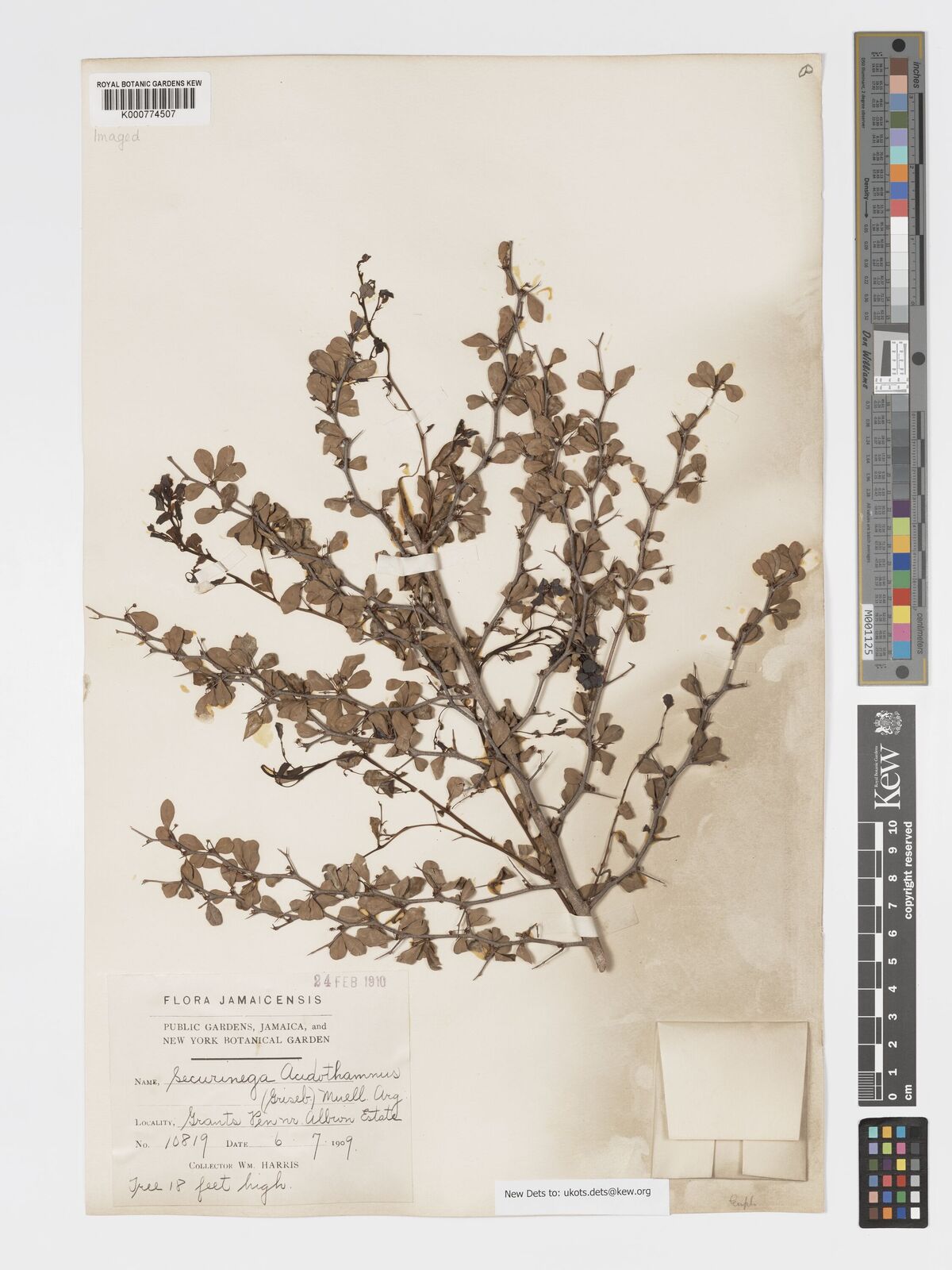 Flueggea acidoton (L.) G.L.Webster | Plants of the World Online | Kew ...