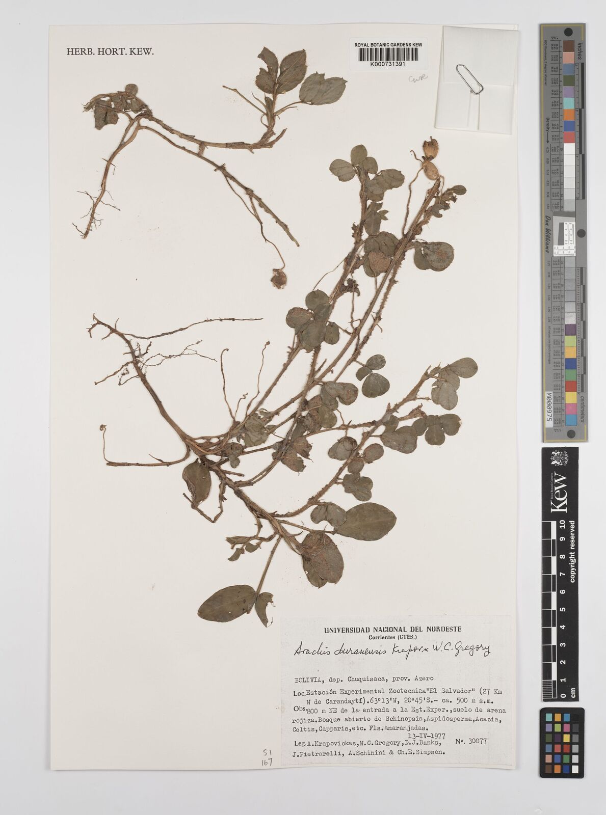 Arachis duranensis Krapov. &amp; W.C.Greg. | Plants of the World 