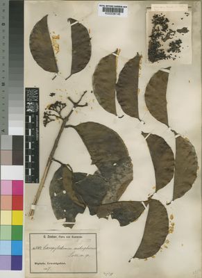 Kew Gardens K000036148:  Zenker, G.A. [3302] Cameroon