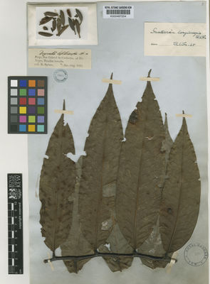 Kew Gardens K000487254:  Spruce, R. [s.n.] Brazil