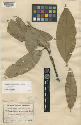 Kew Gardens K000681561:  Ledermann, C.L. [9114] Papua New Guinea