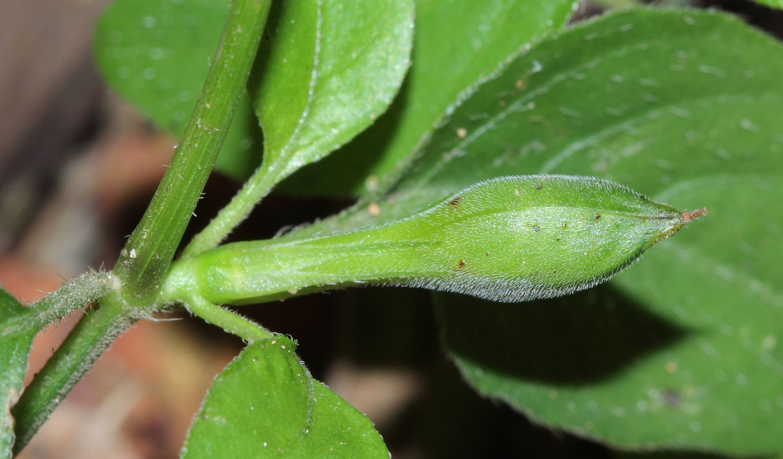 Ruellia prostrata Poir. | Plants of the World Online | Kew Science