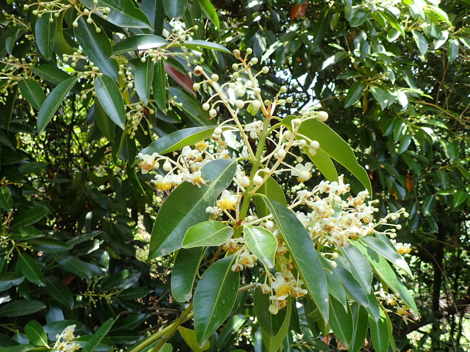 Calophyllum africanum Cheek & Q.Luke | Plants of the World Online | Kew ...