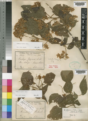 Kew Gardens K000241111:  Holst, C. [9171]