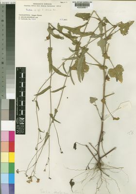 Kew Gardens K000306811:  Milne-Redhead, E.; Taylor, P. [9868] Tanzania