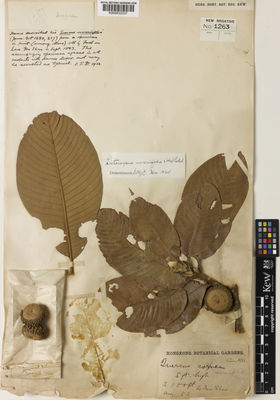 Kew Gardens K000832337:  s.coll. [s.n.] Hong Kong