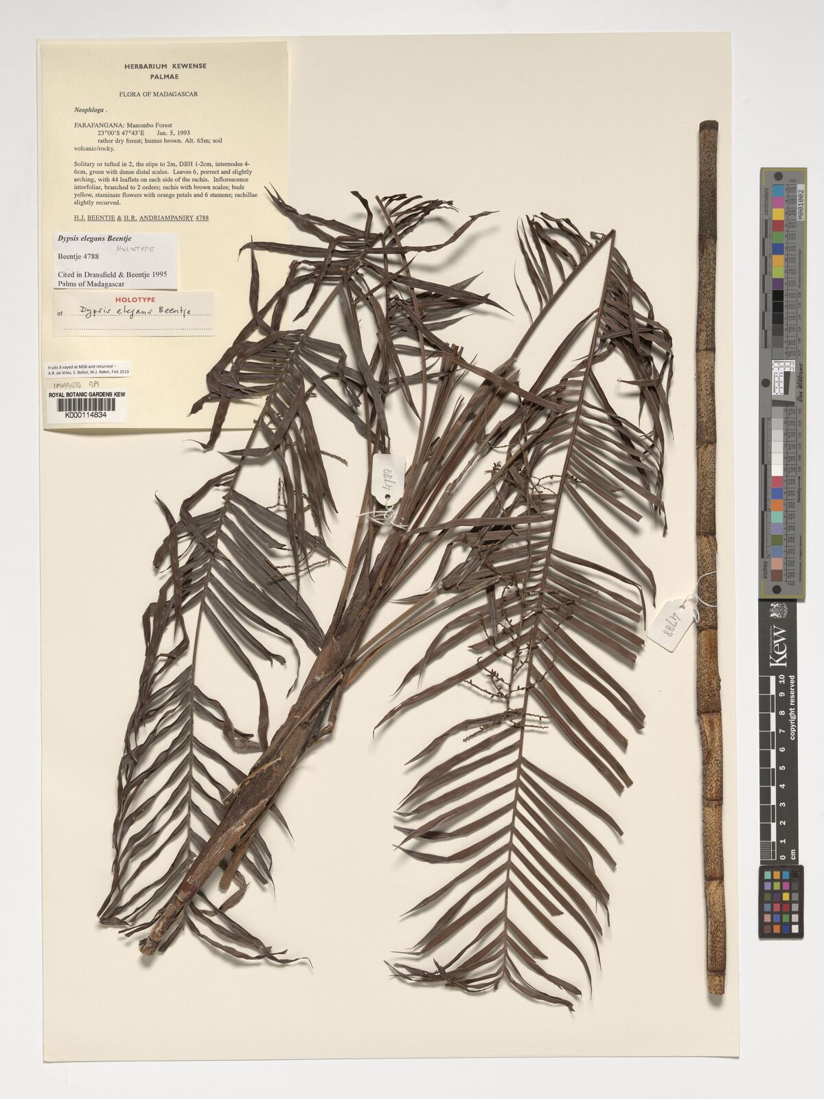 Dypsis elegans