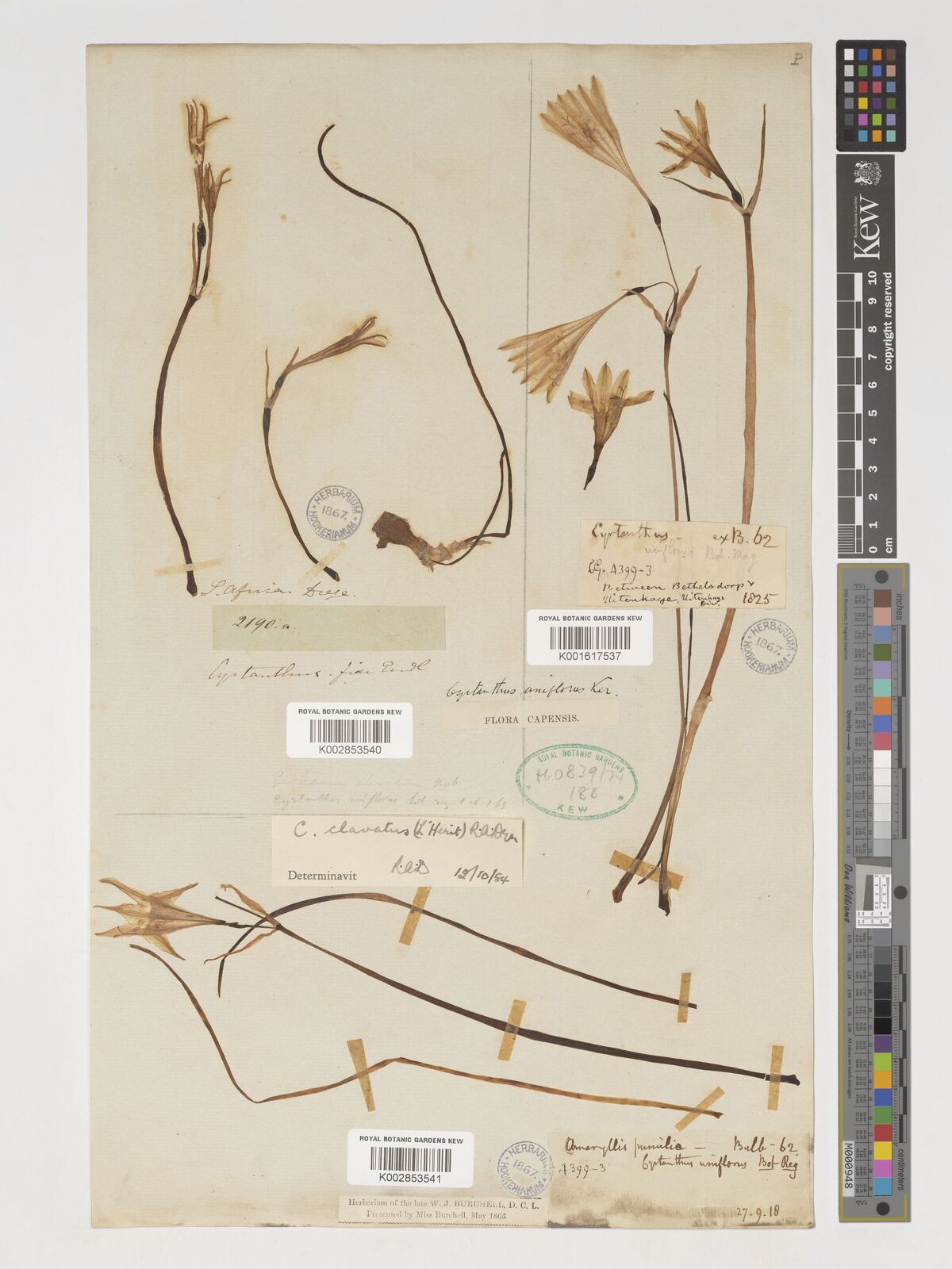 Cyrtanthus clavatus