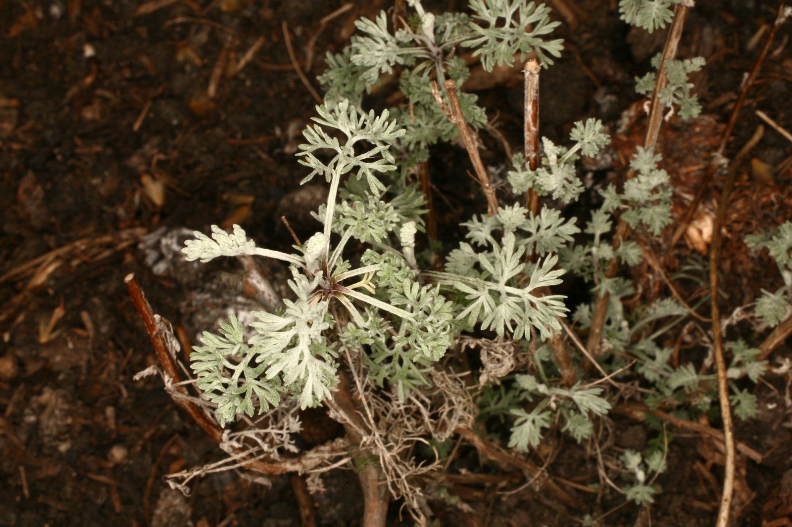 Observation: Artemisia annua L. (marlonschenker00 Sep 27, 2022) Useful  plants - Pl@ntNet identify