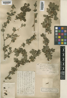 Kew Gardens K000762672:  Rostan, E. [s.n.] Europe