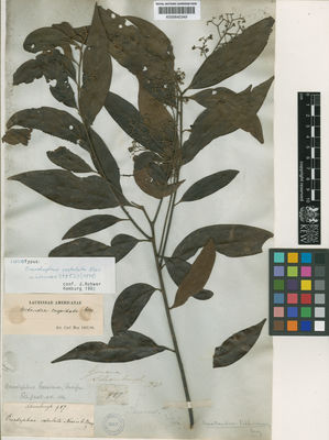 Kew Gardens K000642349:  Schomburgk, R. [987] Guyana