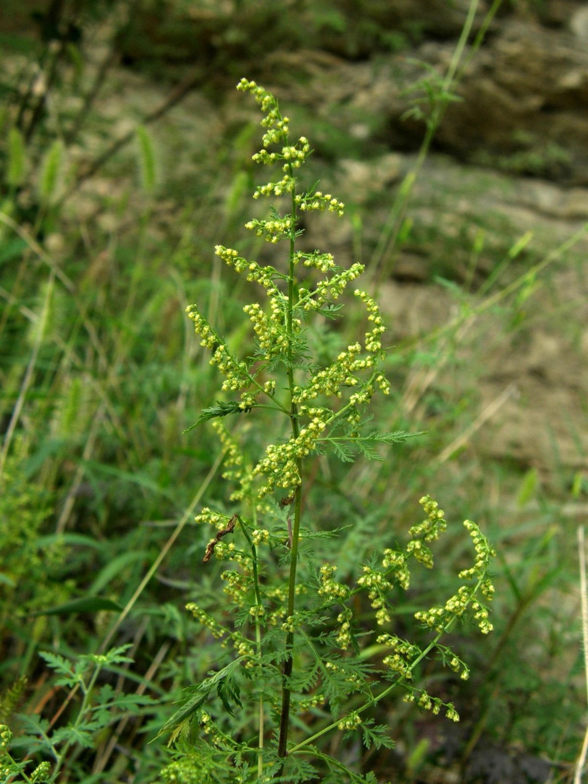 Artemisia annua L., Plants of the World Online
