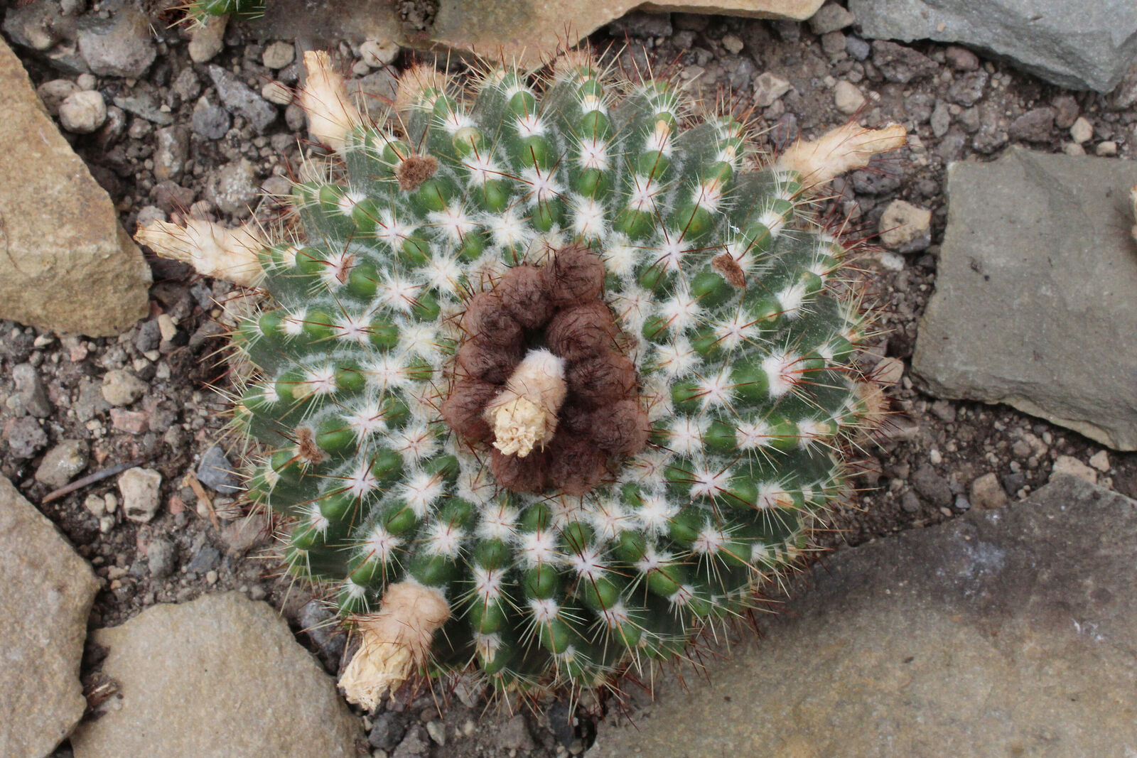 Parodia herteri