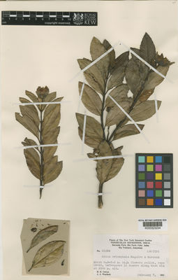 Kew Gardens K000323234:  Cowan, R.S., et al. [31296] Brazil