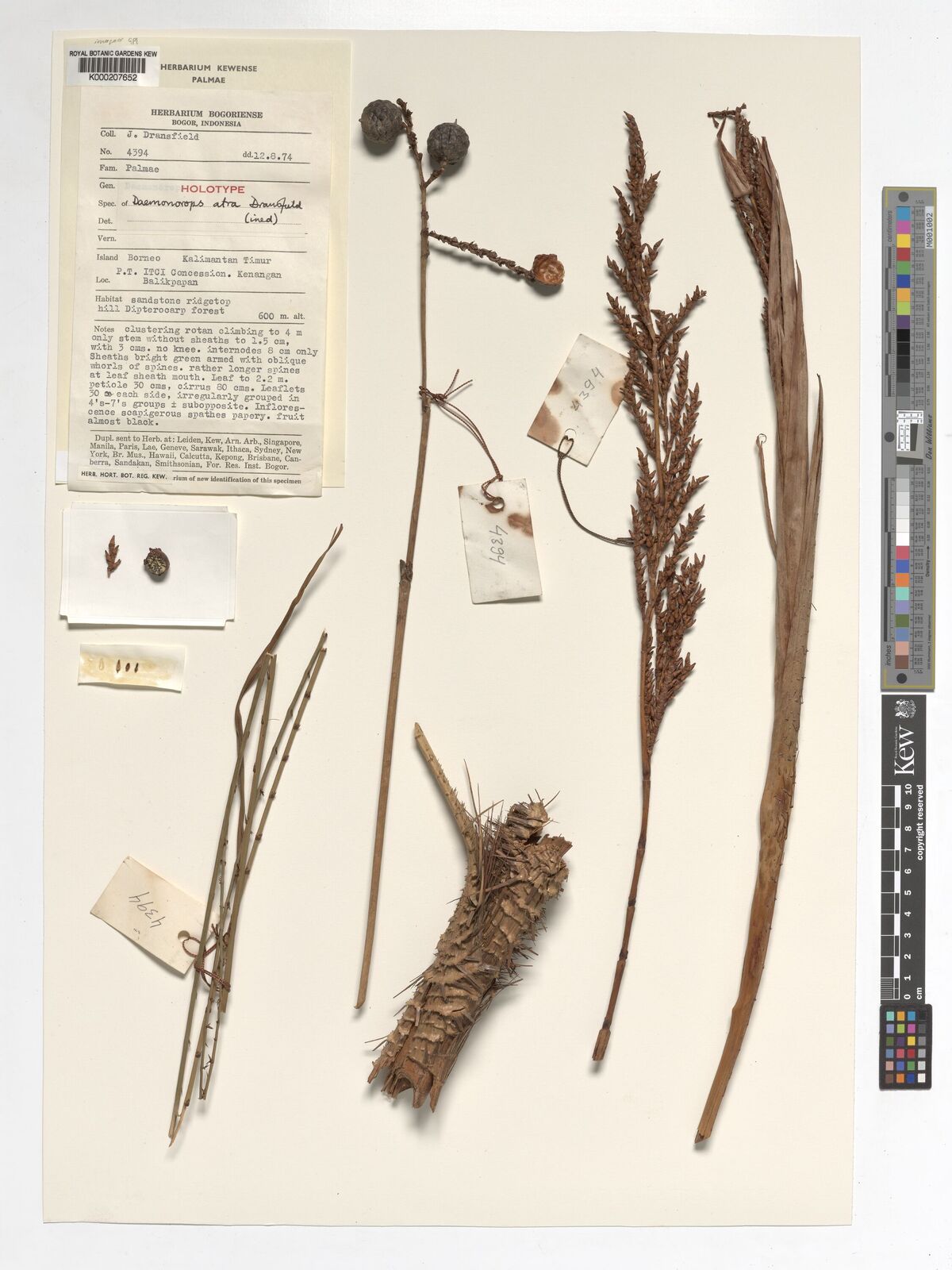 Kew Gardens K000207652:  Dransfield, J. [JD4394] Indonesia
