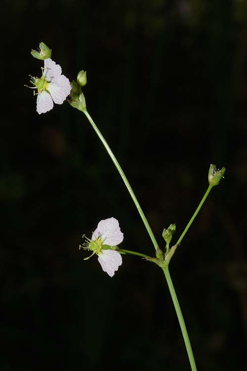 © copyright of the Board of Trustees of the Royal Botanic Gardens, Kew.