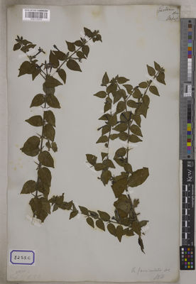 Kew Gardens K001125053:  s.coll. [Cat. no. 8255]