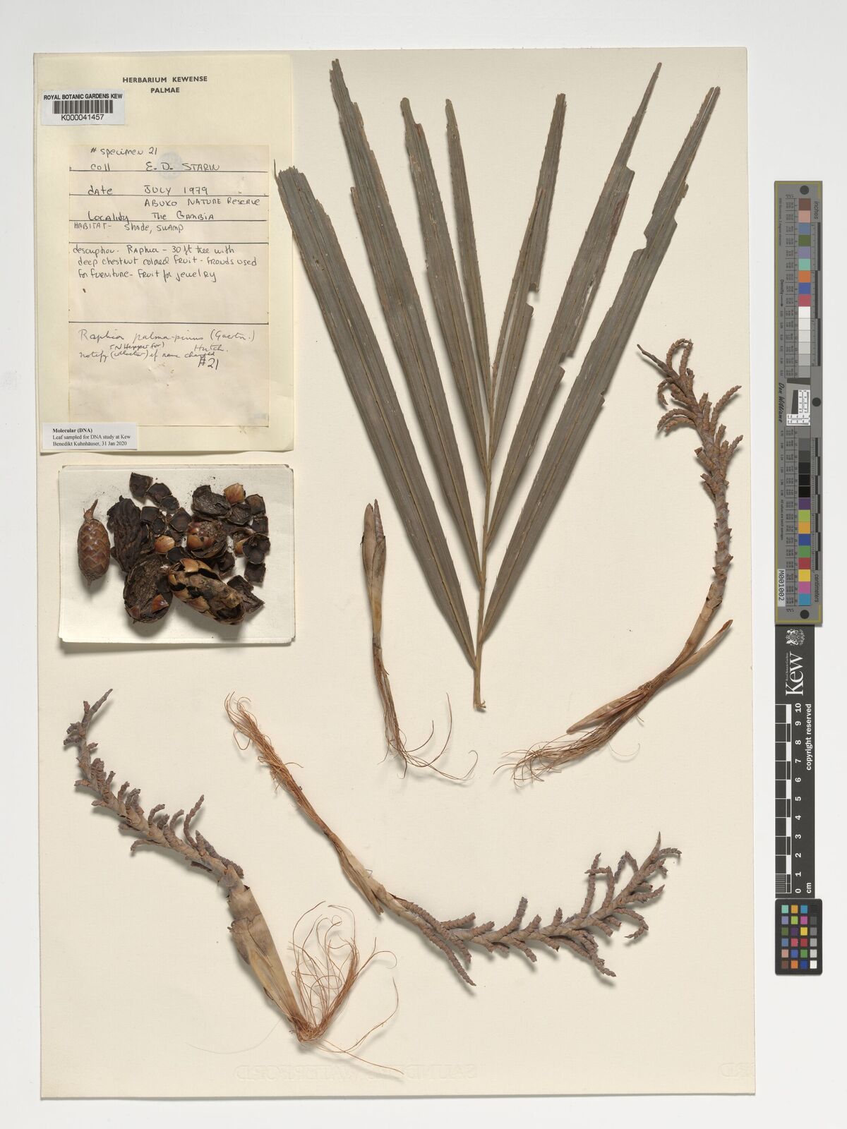 Raphia palma-pinus