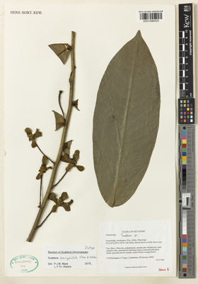 Kew Gardens K001096425:  Pennington, T.D.; Vega, P.; Zambrano, L.; Guevara, M. [14941] Ecuador