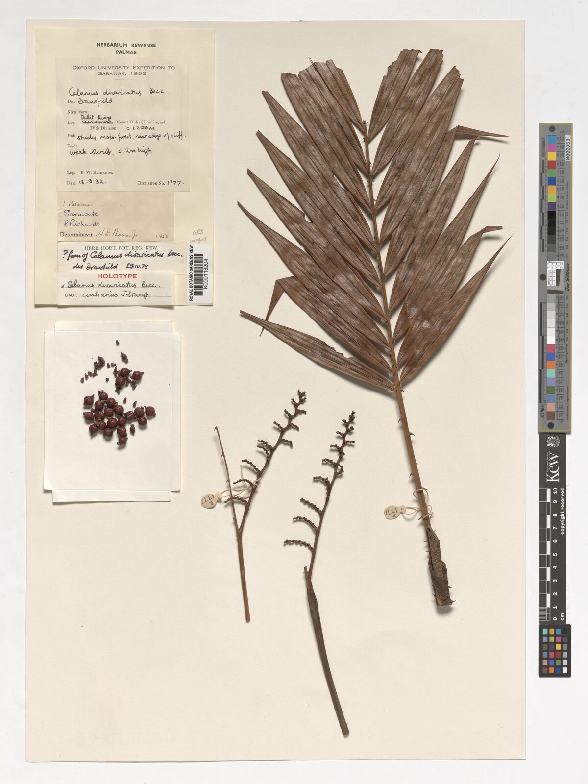 Kew Gardens K000113204:  Richards, P.W. [1777] Malaysia
