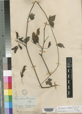 Kew Gardens K000263816:  Blackburn, J. [s.n.] Madagascar