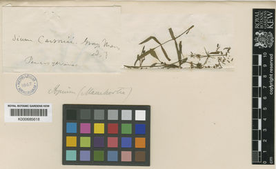 Kew Gardens K000685618:  s.coll. [s.n.]