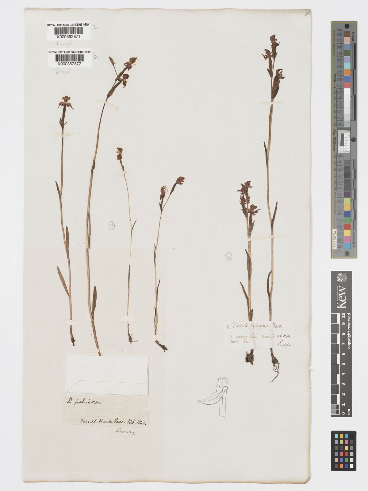 Kew Gardens K000362871:  Harvey [s.n.] South Africa