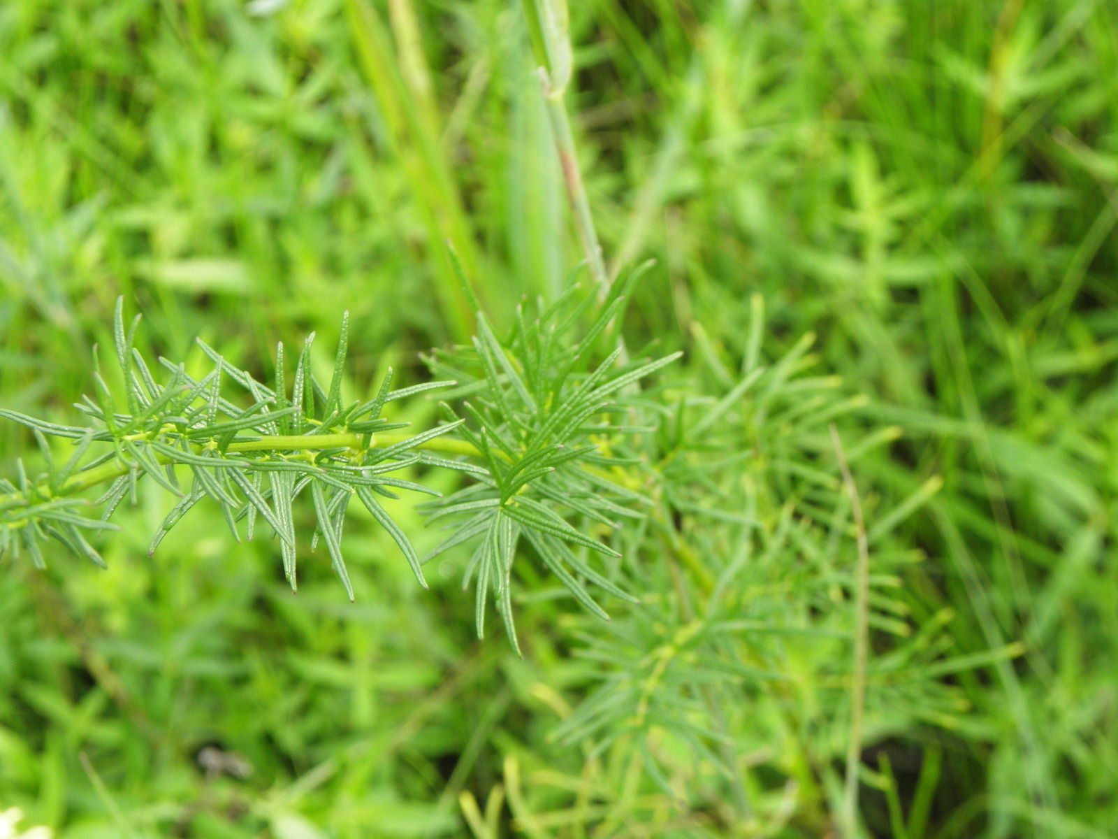 © copyright of the Board of Trustees of the Royal Botanic Gardens, Kew.