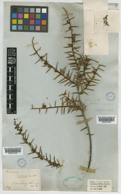 Kew Gardens K000791284:  s.coll. [s.n.] Australia