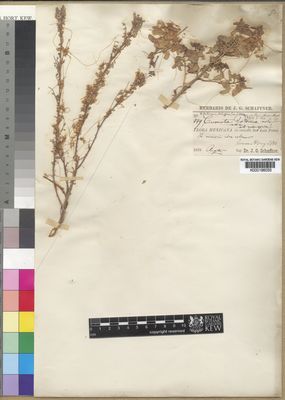 Kew Gardens K000196033:  Schaffner, J., G. [779] Mexico