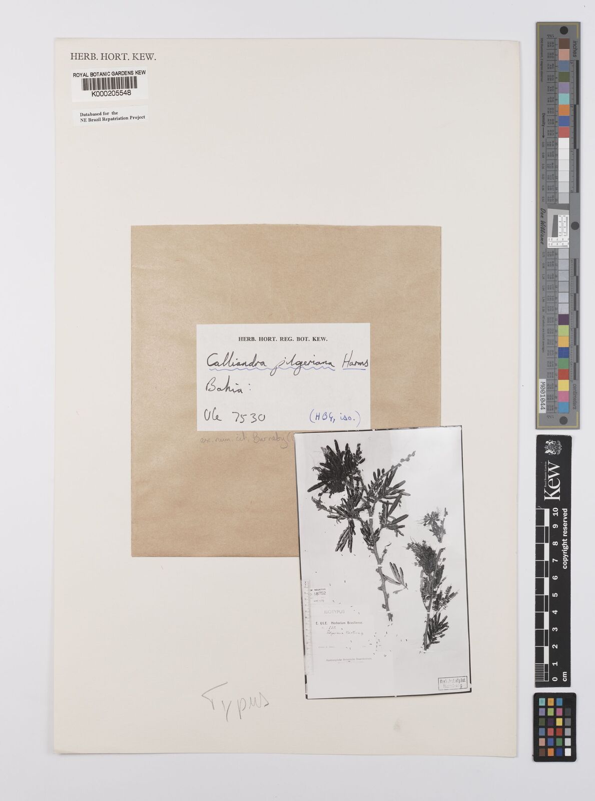 Kew Gardens K000205548:  Ule, E. [7530] Brazil