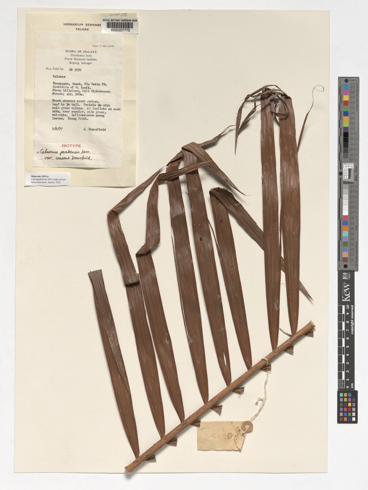 Kew Gardens K000207773:  Dransfield, J. [JD 5170] Malaysia