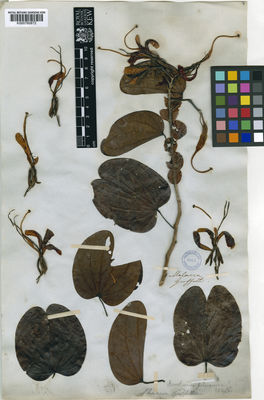 Kew Gardens K000760872:  Griffith, W. [s.n.] Malaysia