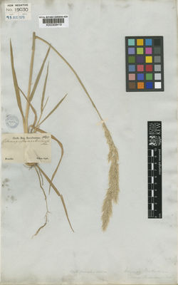 Kew Gardens K000308419:  Sellow [s.n.] Brazil