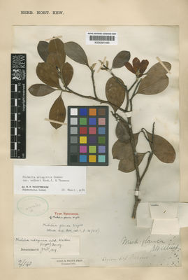 Kew Gardens K000681483:  Walker, G.W. [s.n.] Sri Lanka