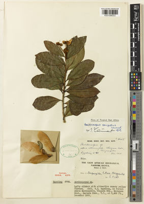 Kew Gardens K001096553:  Eggeling, W.J. [6768] Tanzania