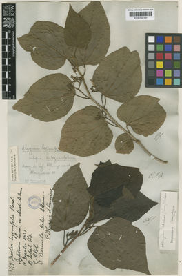 Kew Gardens K000704797:  s.coll. [s.n.] Nepal