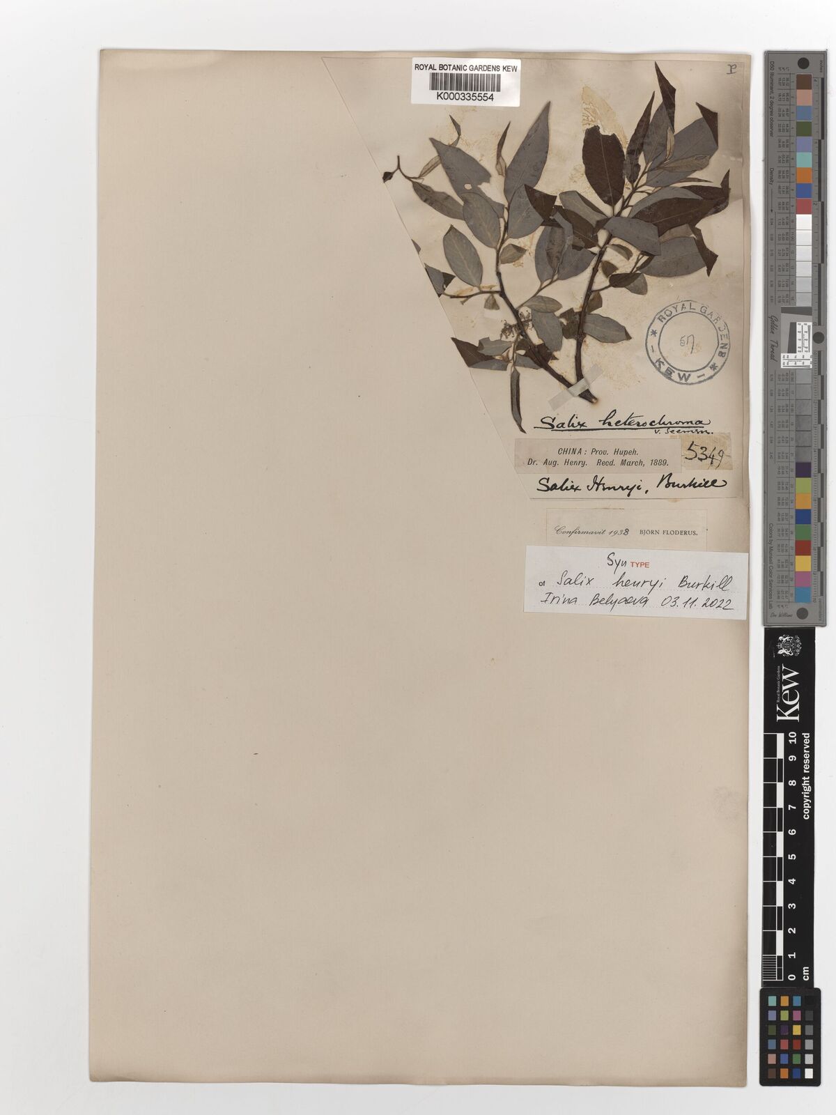 Kew Gardens K000335554:  Henry, A. [5349] China