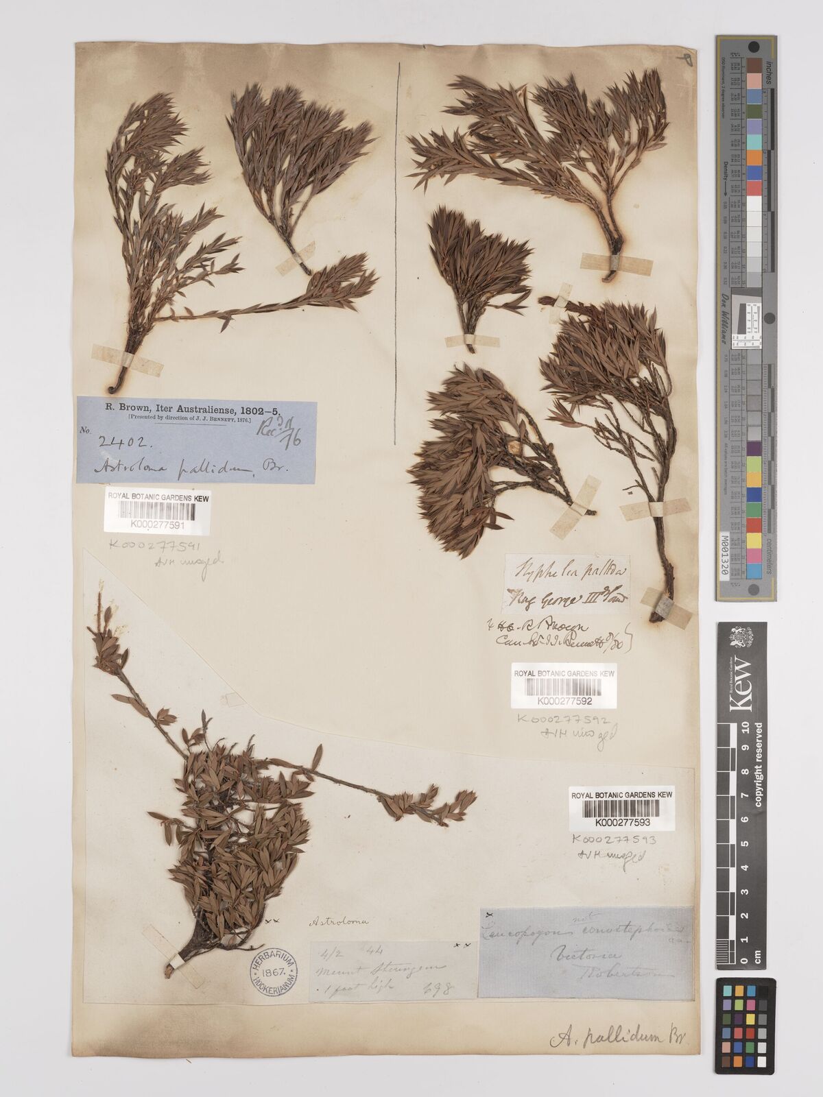 Kew Gardens K000277591:  Brown, R(obert), (1773-1858) Australia