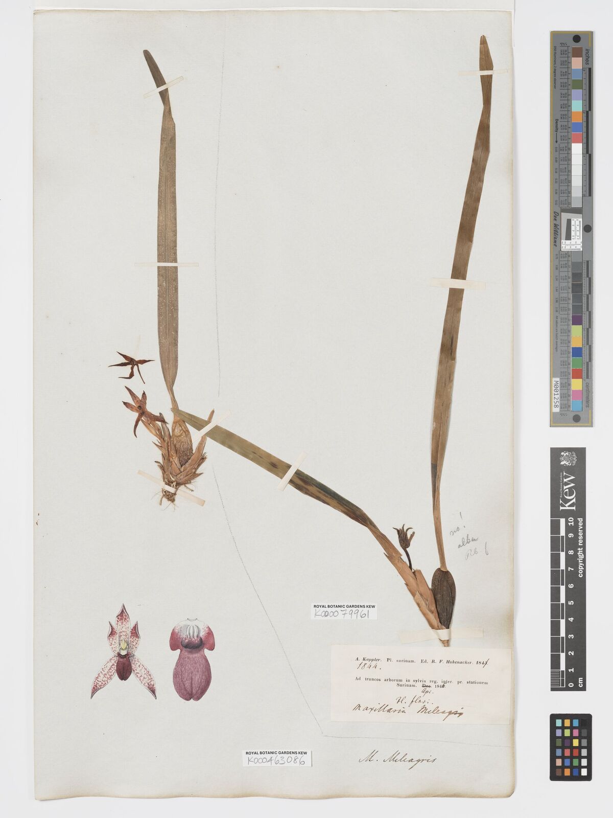 Kew Gardens K000463086:  s.coll. [s.n.]