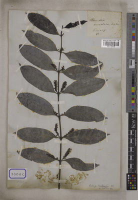 Kew Gardens K001125190:  s.coll. [Cat. no. 8302] Malaysia