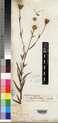 Kew Gardens K000250684:  s.coll. [584] Brazil