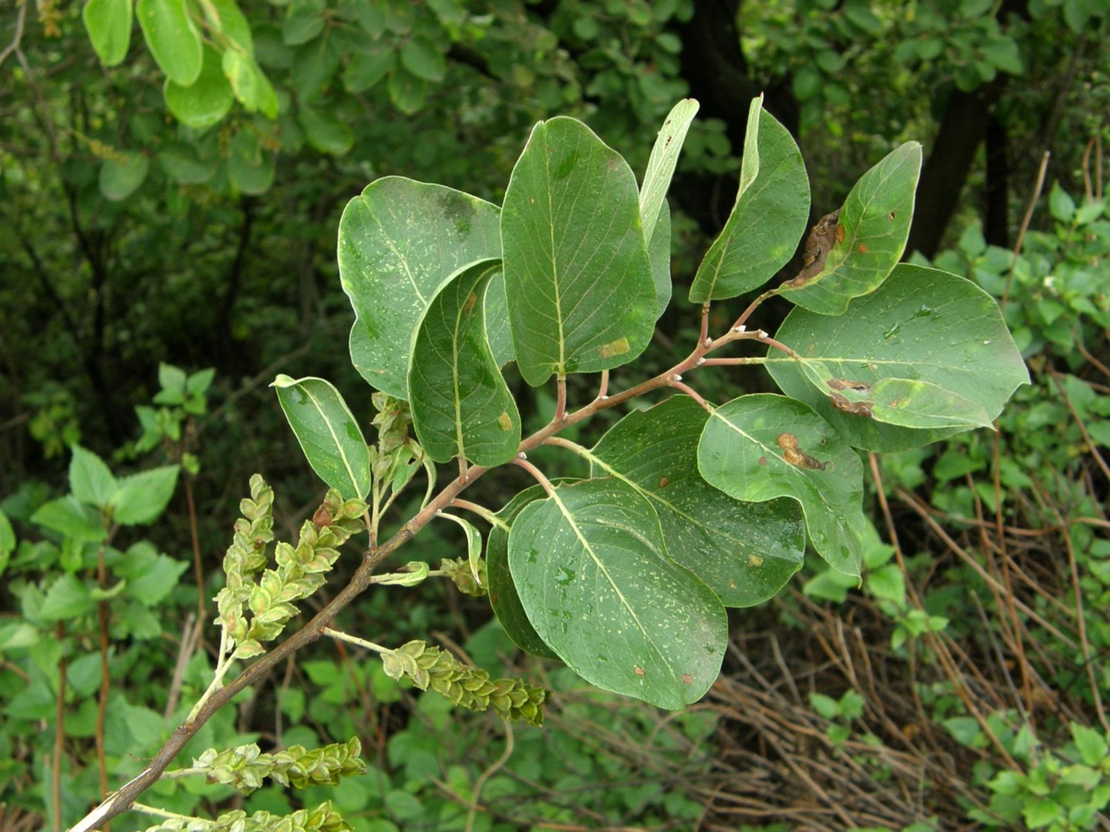 Terminalia franchetii Gagnep. | Plants of the World Online | Kew Science