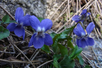 Viola odorata | Plants of the World Online | Kew Science