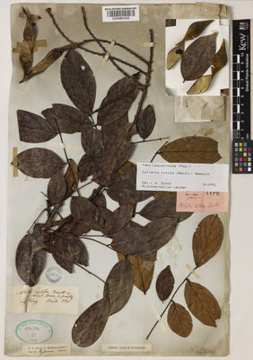 Kew Gardens K000881040:  Hinds, R.B. [s.n.] China