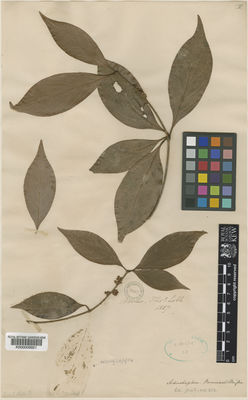 Kew Gardens K000009921:  Lobb, T. [s.n.] Borneo